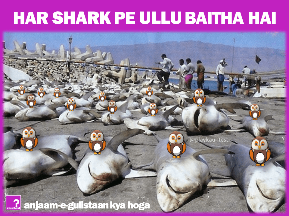 shark-ullu2