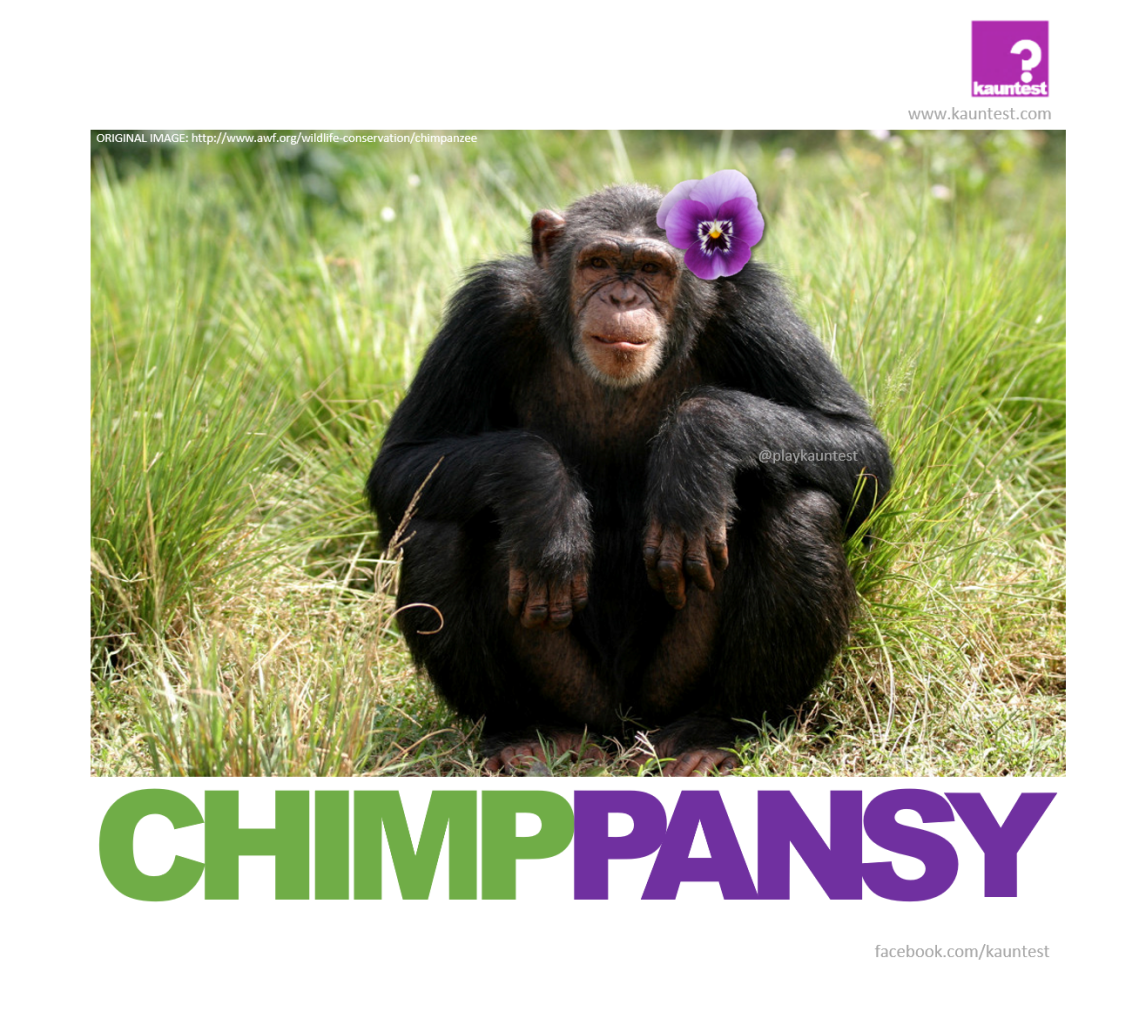 chimppansy2